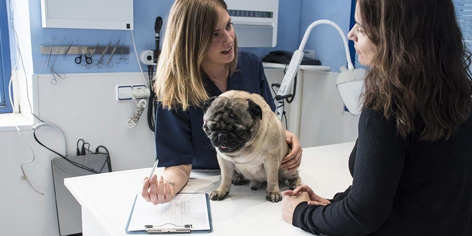Los tumores en perros deben ser examinados por un profesional para determinar riesgos. Pug con veterinaria.