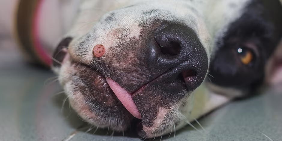 Las verrugas son tumores en perros producidos por papiloma, aunque suelen ser benignos.