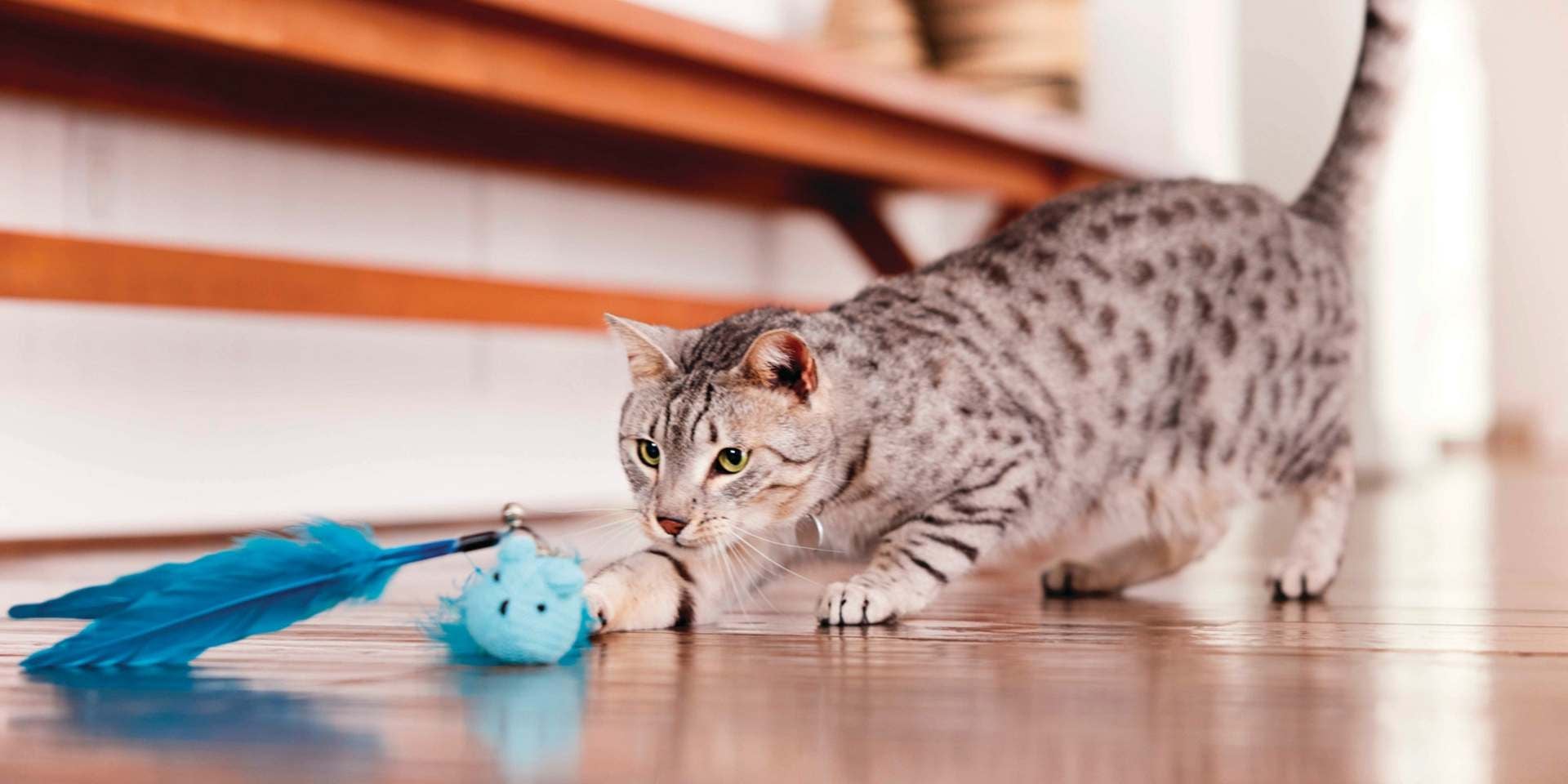 Michi jugando con una pluma irrigada con hierba para gatos.