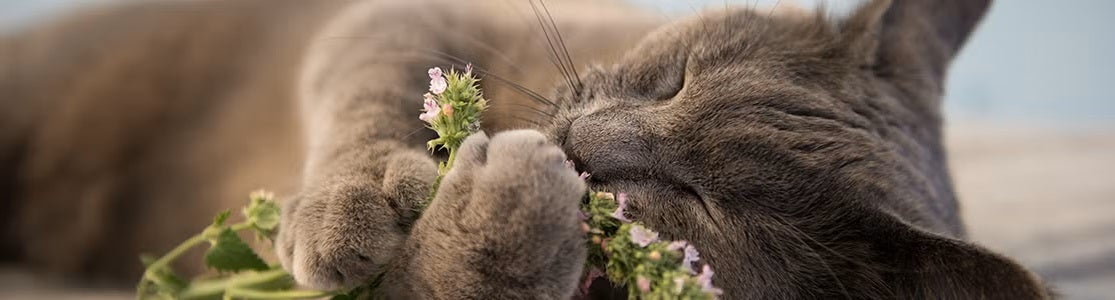 ¿Qué provoca el catnip? Así funciona la hierba para gatos