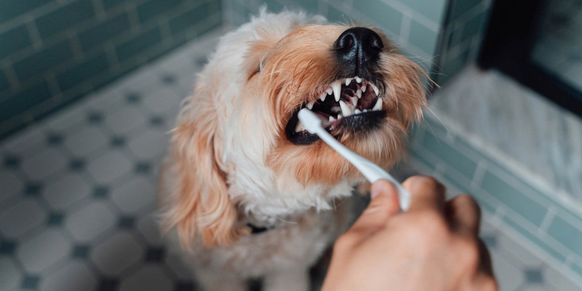 Combate el mal aliento en perros con una adecuada higiene bucal. Cepillado dental canino.