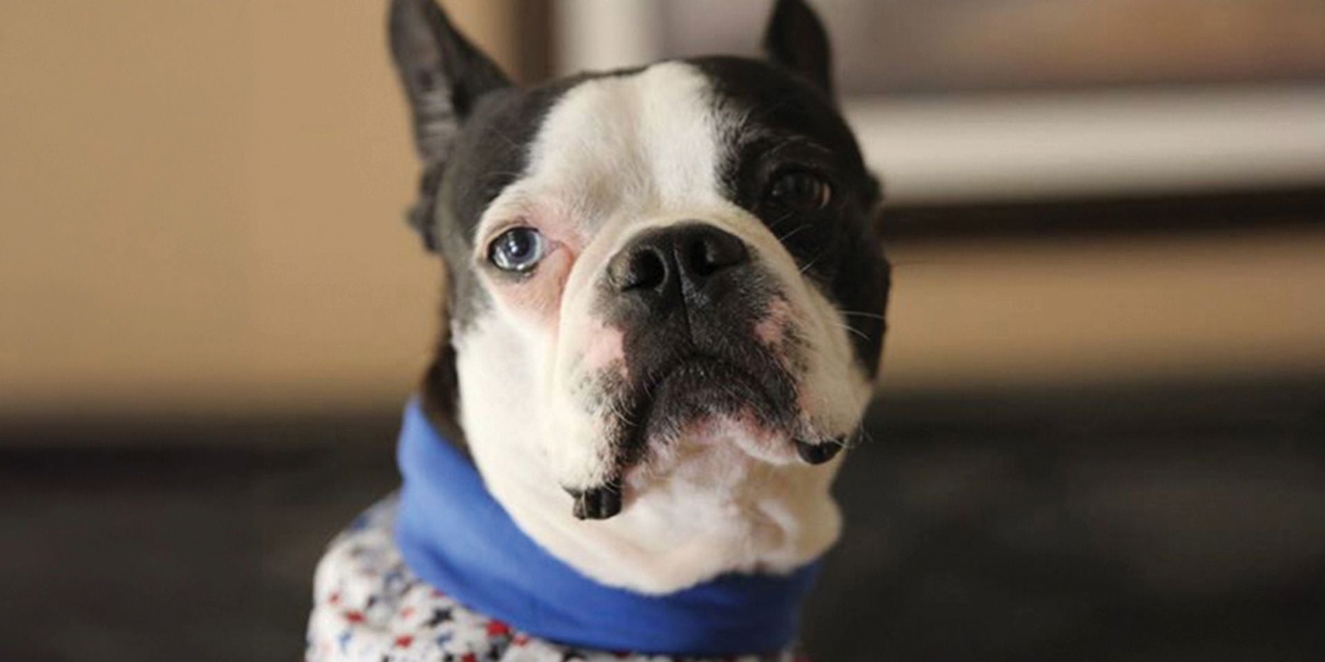 Las razas braquicéfalas como este bulldog francés son propensas a la conjuntivitis en perros.