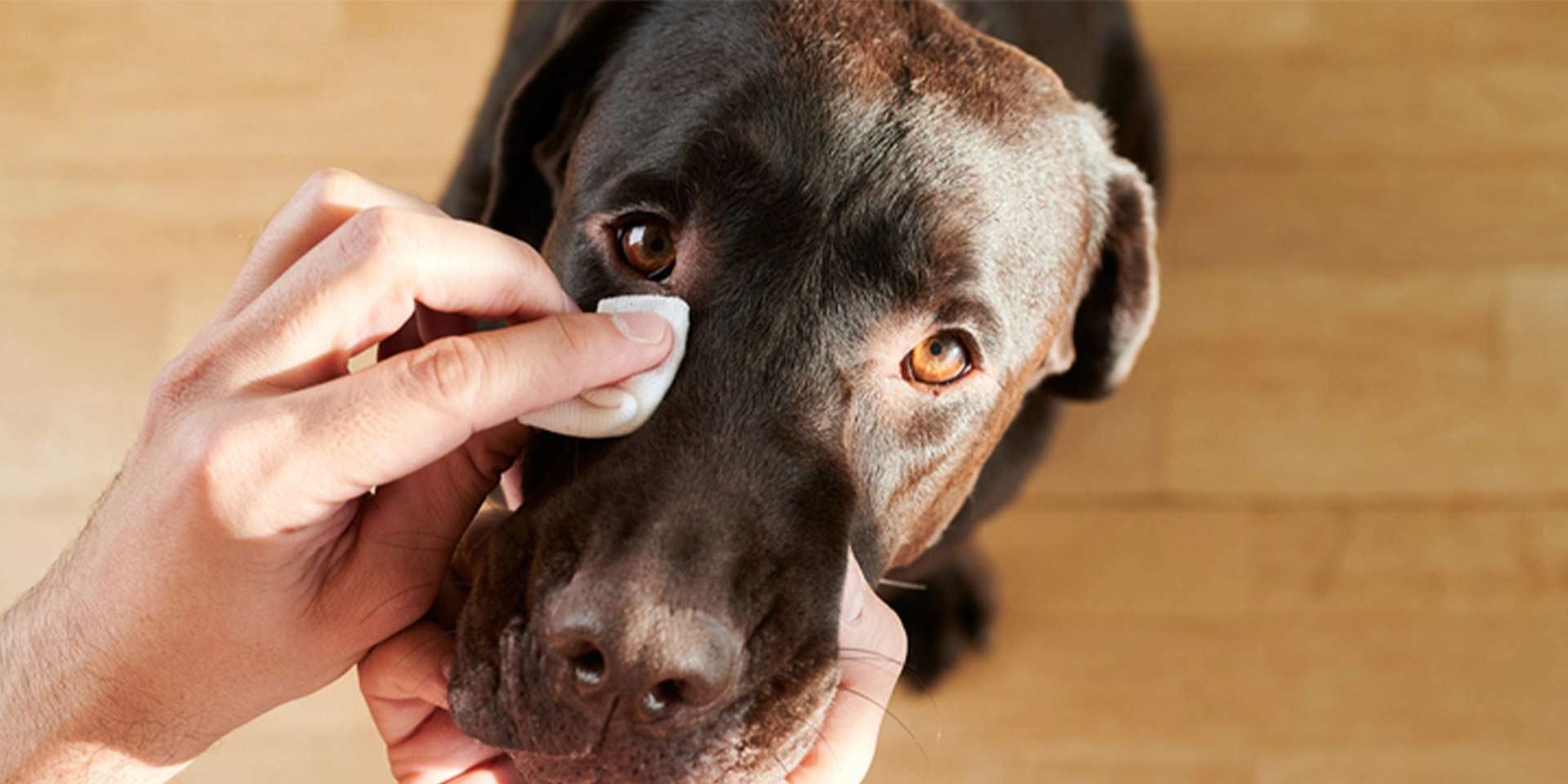La limpieza y los cuidados son claves para prevenir y tratar la conjuntivitis en perros.