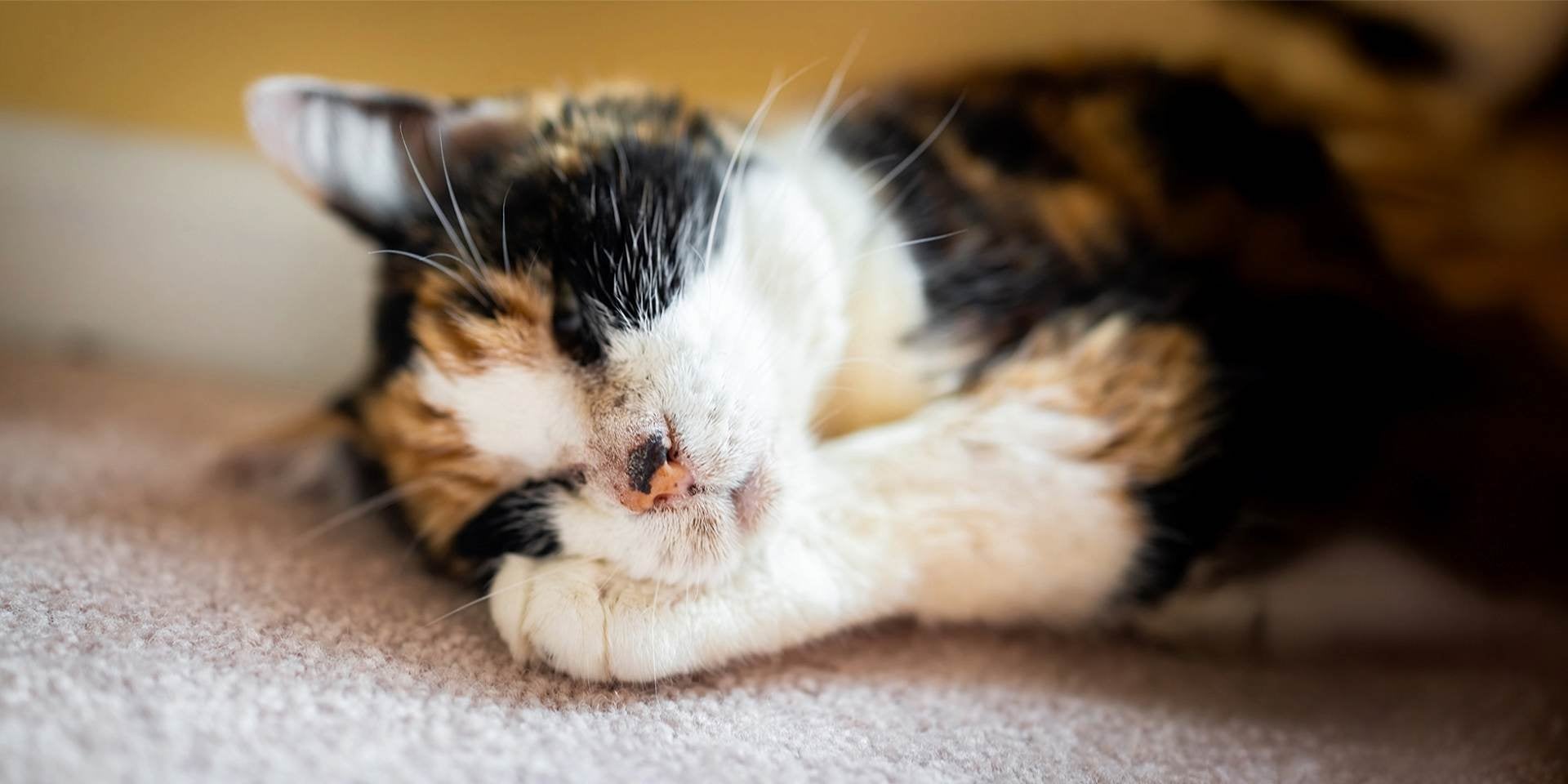 Gato calicó durmiendo de costado.