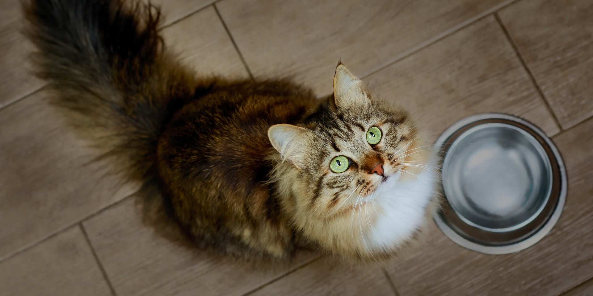 Uno de los mejores ejemplos de gatos de raza grande es este siberiano, que espera su ración de alimento.