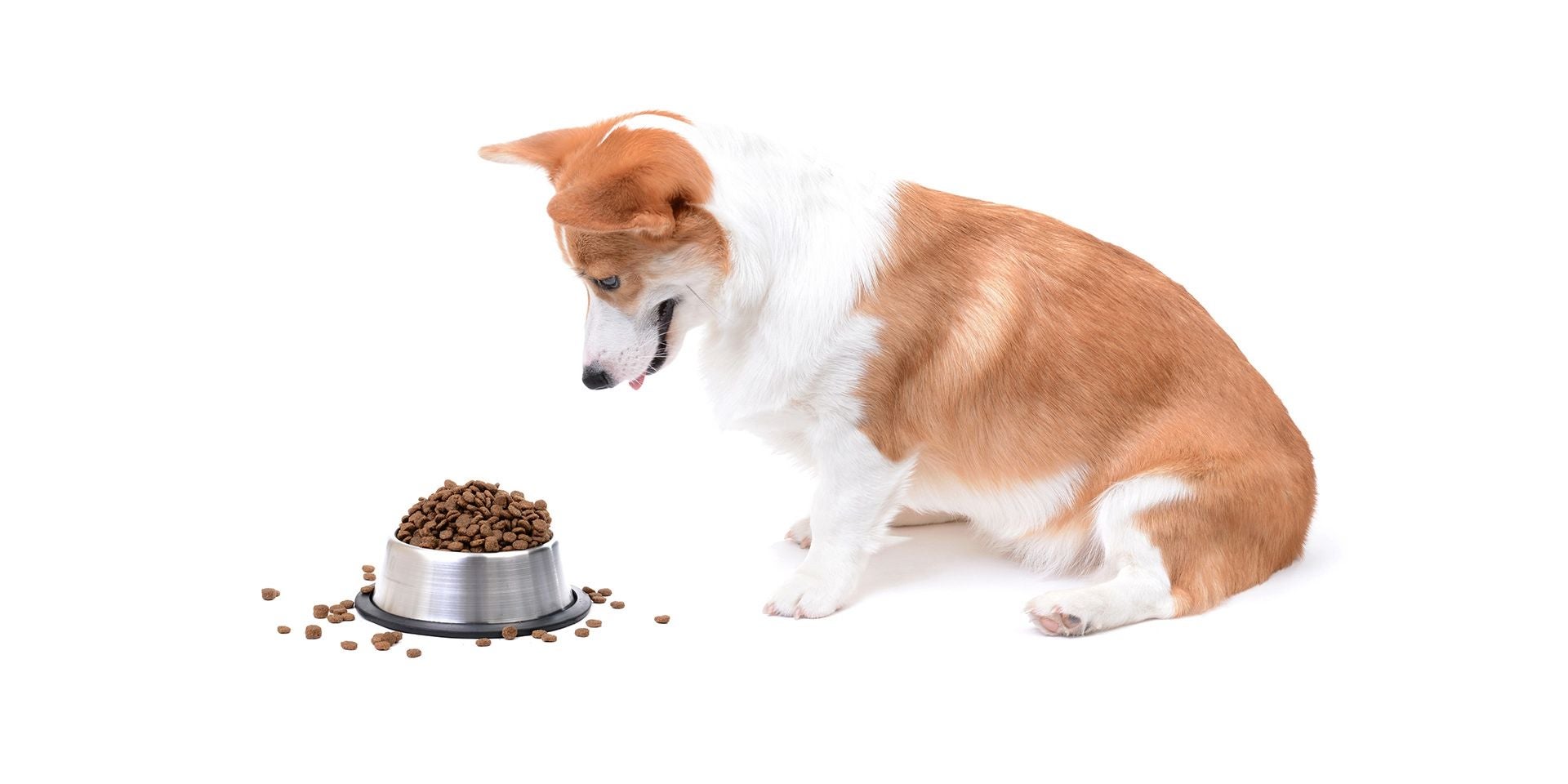 Hipo en perros. Corgi mirando un plato con exceso de comida.