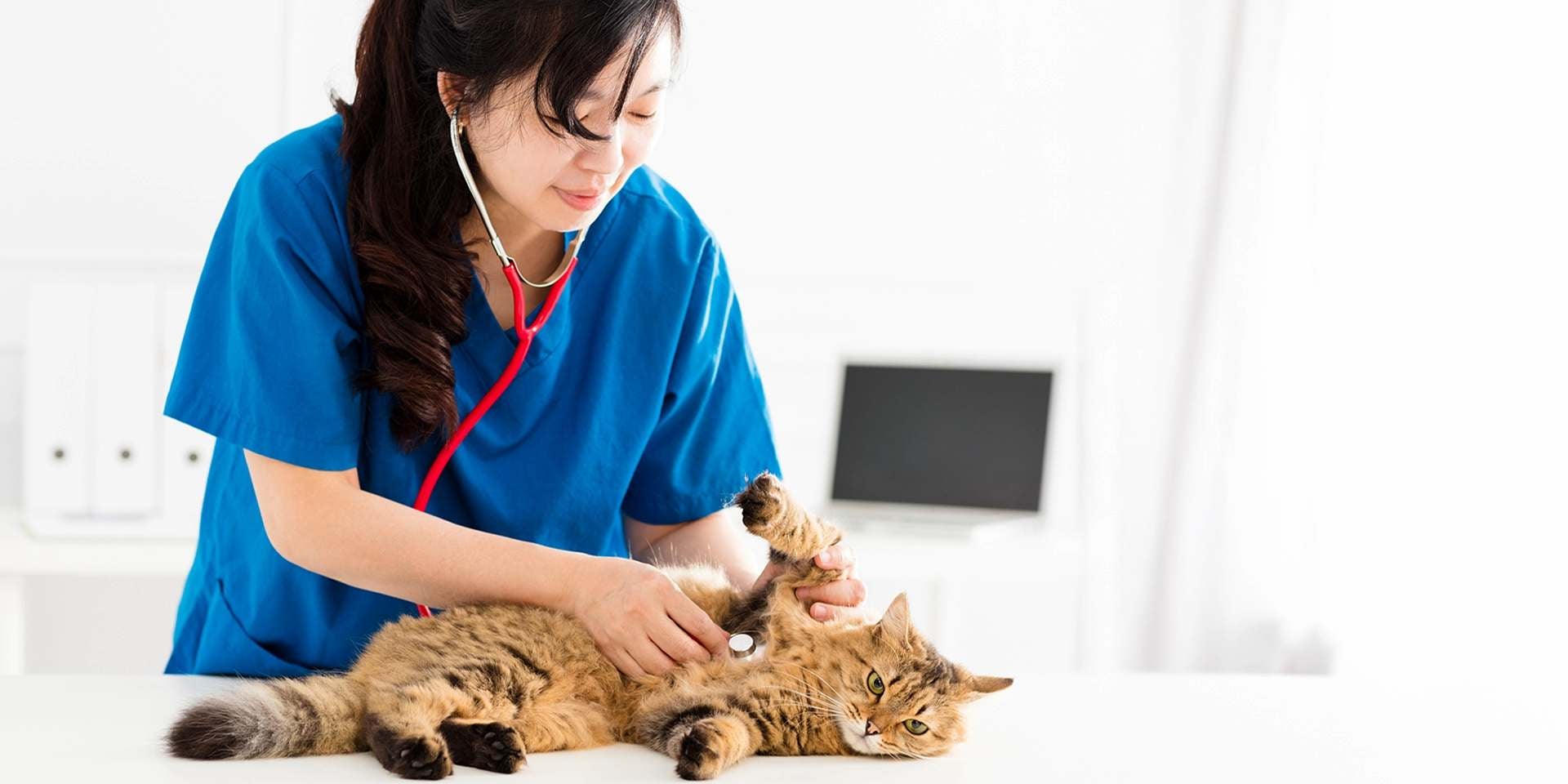 Para el adecuado tratamiento de los hongos en gatos, consulta a un veterinario.