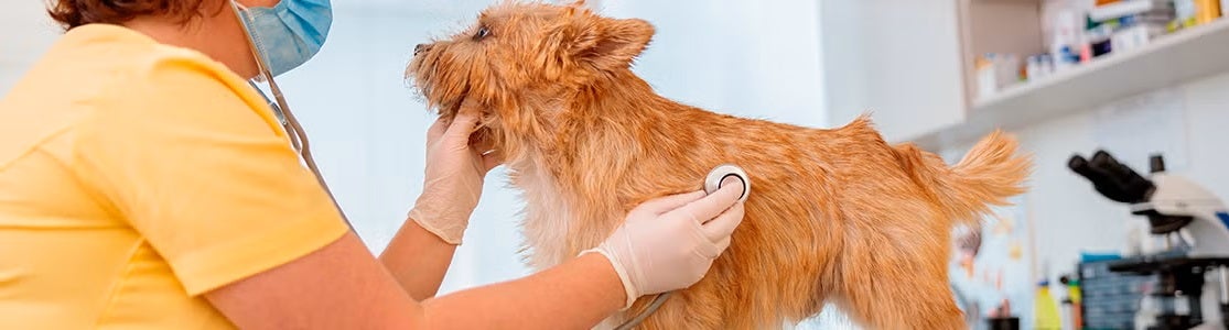 Insuficiencia renal en perros: prevención, síntomas y tratamiento