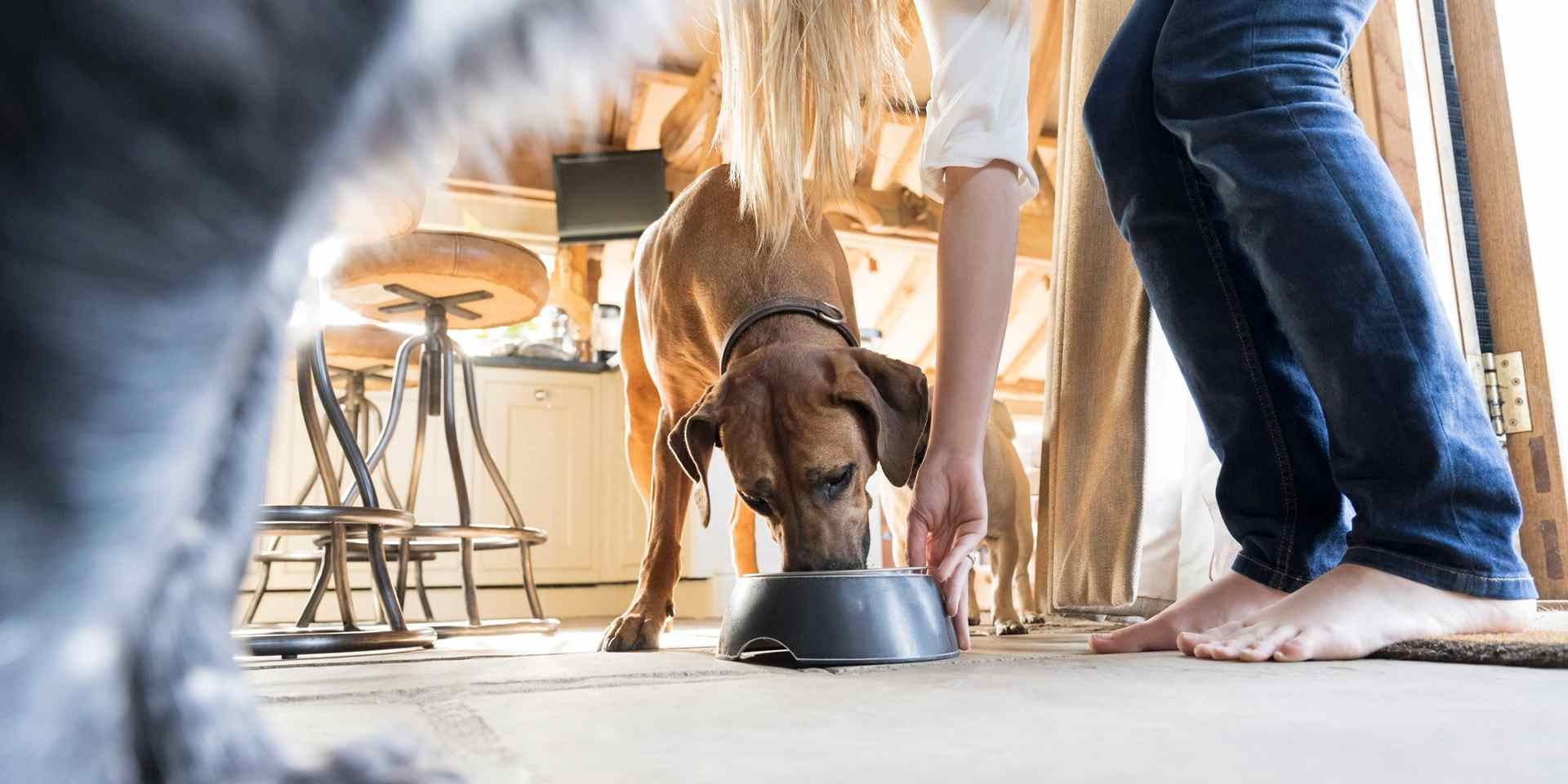 Los perros pueden comer arroz.