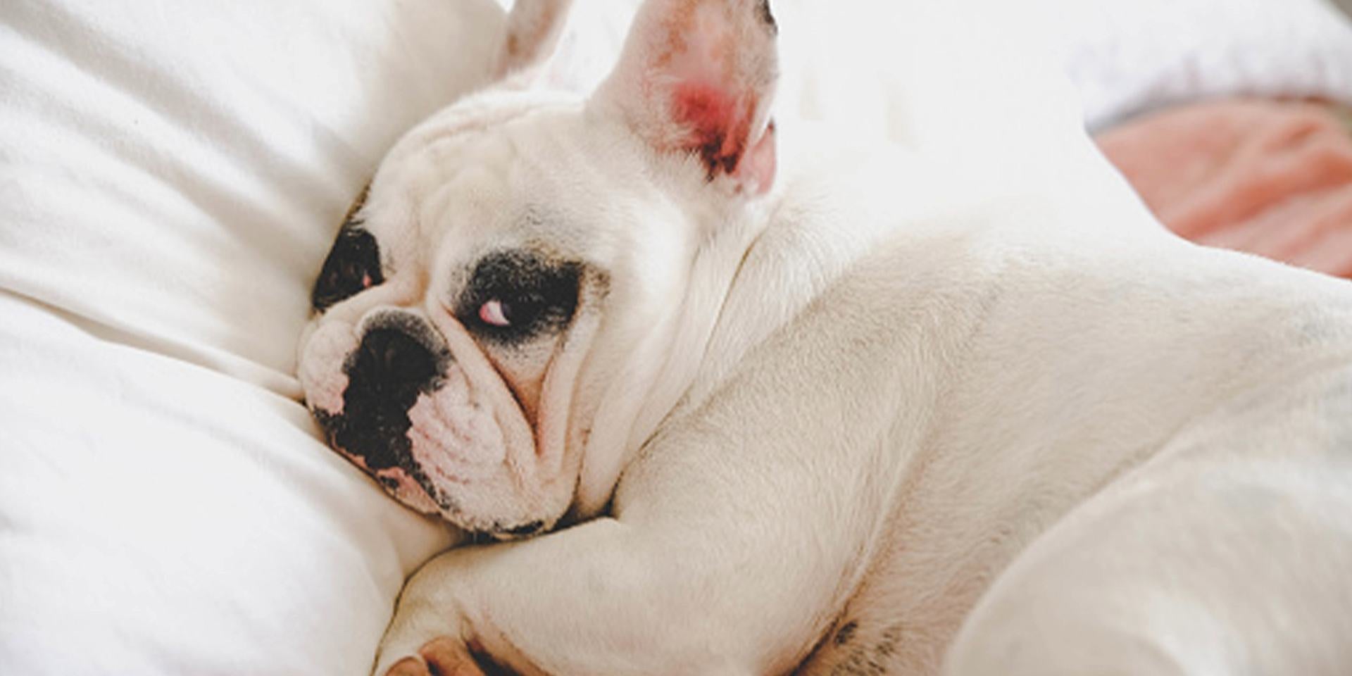 Los perros pueden comer brócoli, pero podría generarle gases, en especial en razas propensas como el bulldog francés.