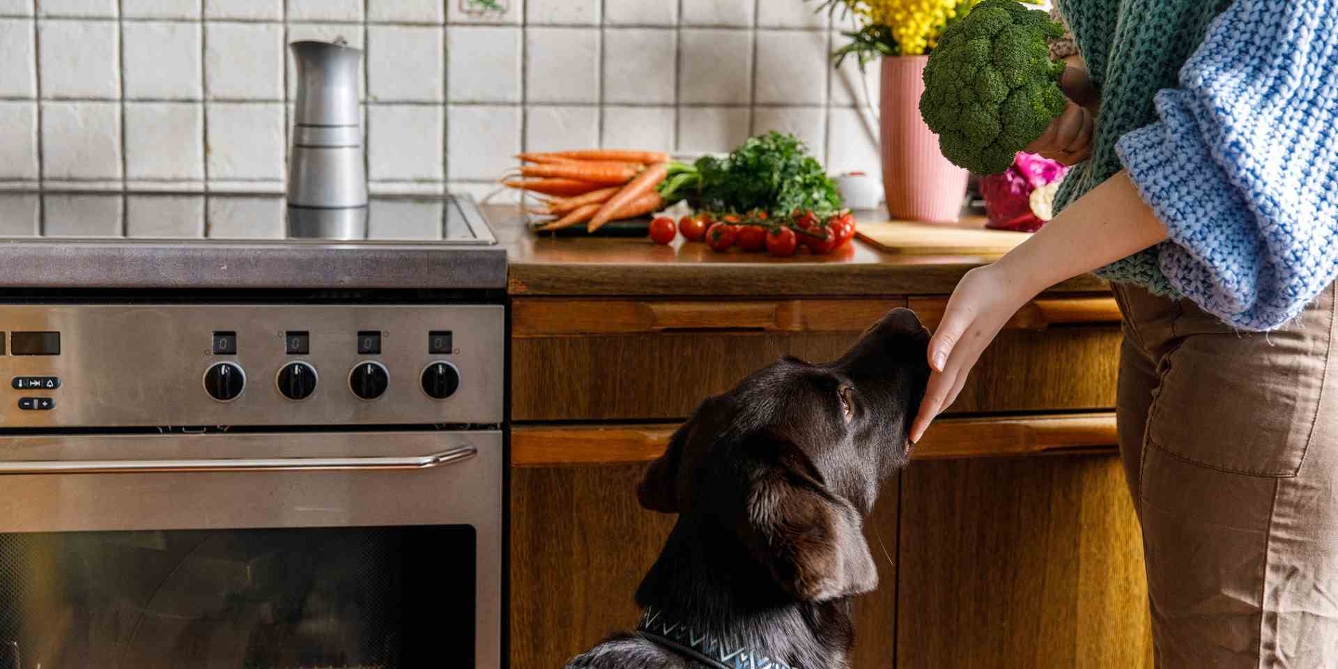 Los perros pueden comer brócoli.