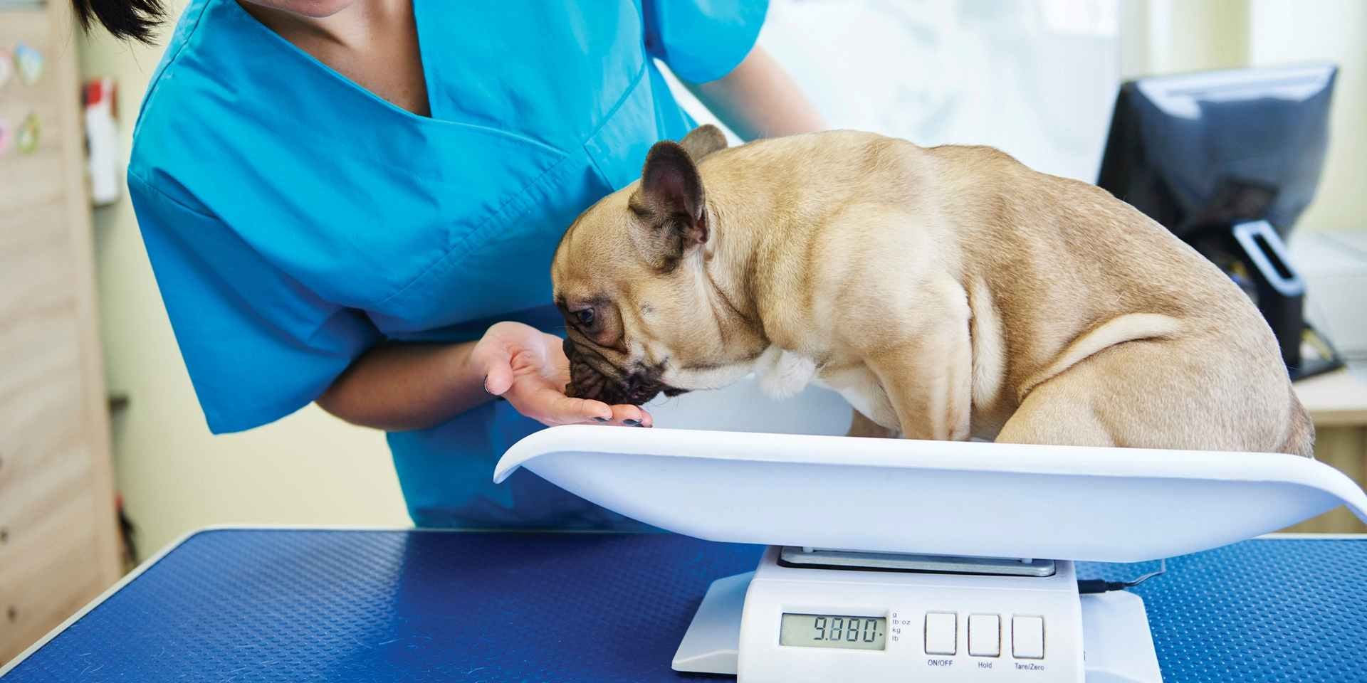 Los perros arrugados como este pug requieren cuidados especiales para su piel. Pug en el veterinario.