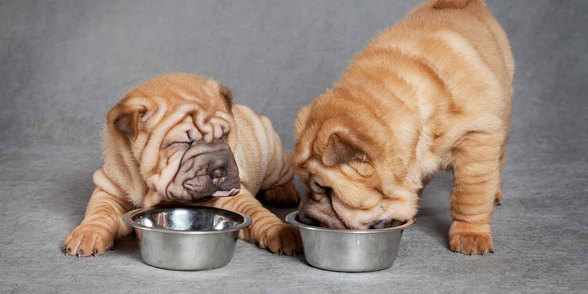 Esta pareja de perros arrugados son de la raza shar pei, la que más arrugas tiene.