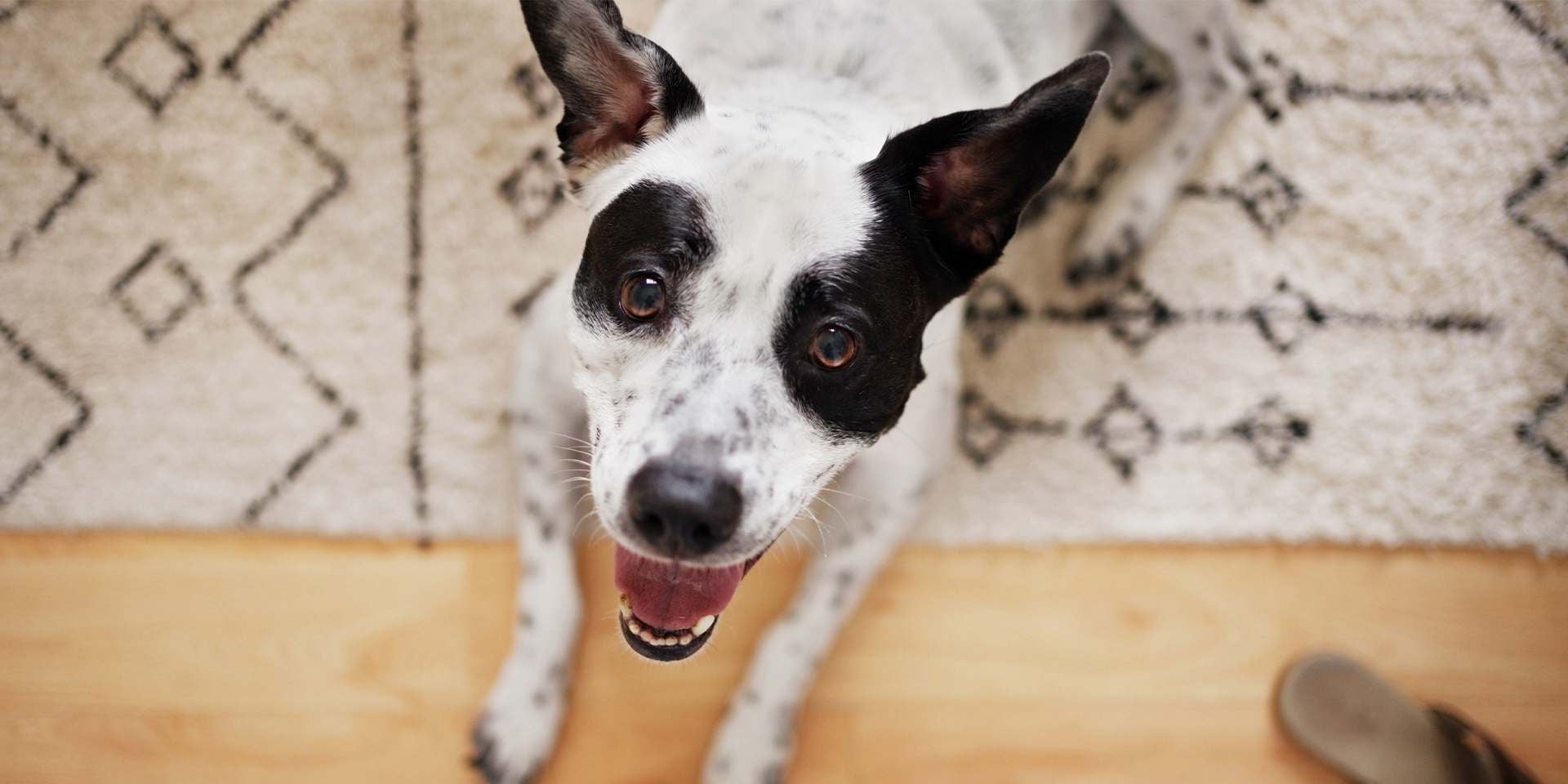 PURINA® te trae algunos tips para seguir viendo a tus perros sonriendo, como este mestizo sentado.