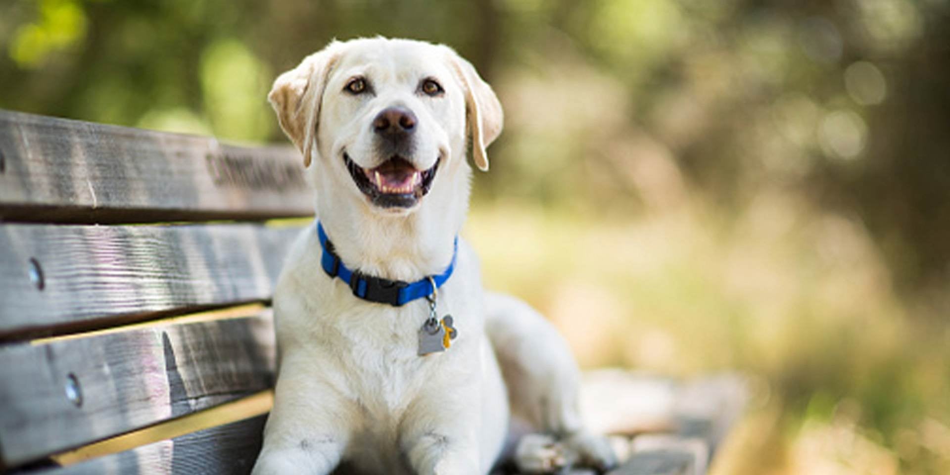 Tras un paseo en el parque, es común ver a los perros sonriendo, como el de la imagen.