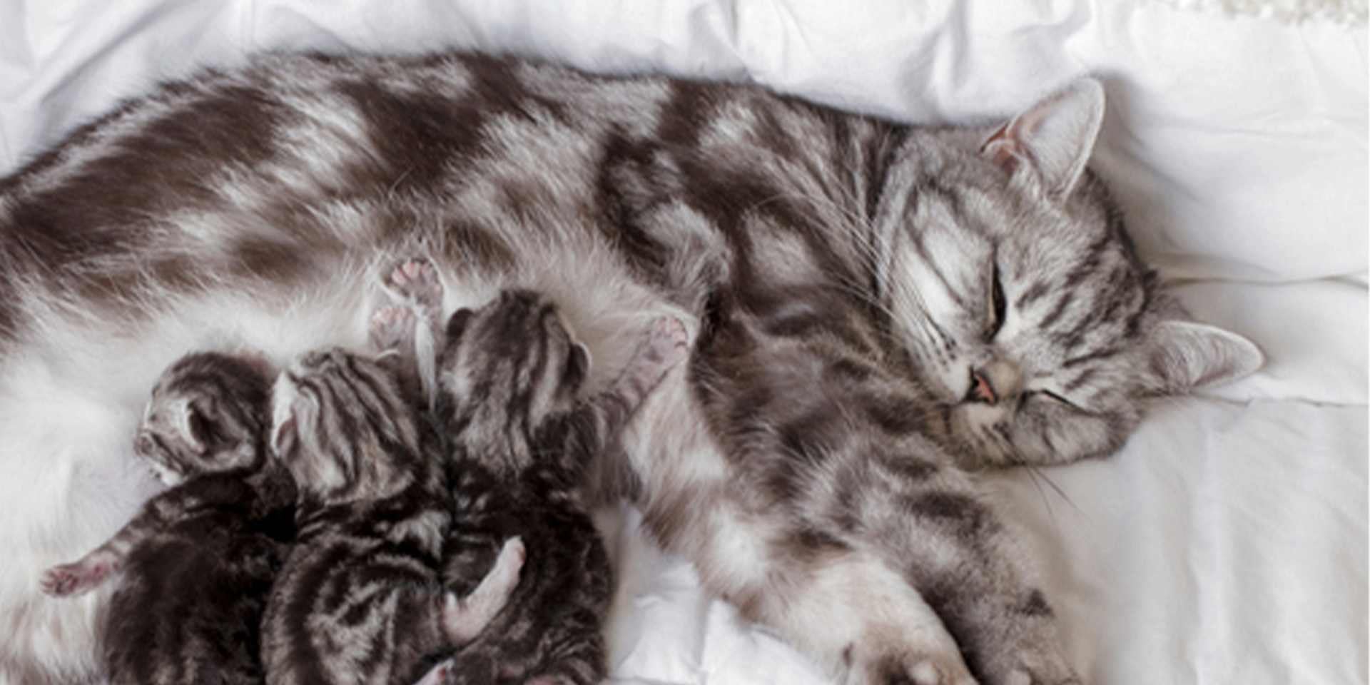 ¿Por qué los gatos amasan? ¡Desde cachorros nacen con este instinto! Mamá gatuna con sus crías.