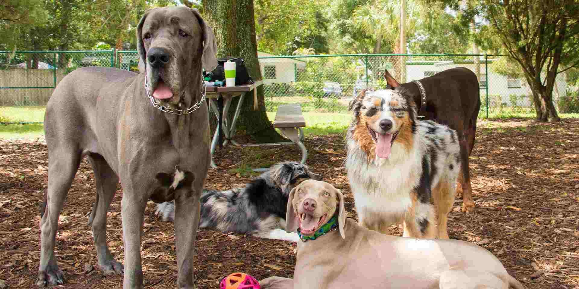 La tos de las perreras es una de las más comunes en perros. Puede aparecer y contagiarse en grupos como este.