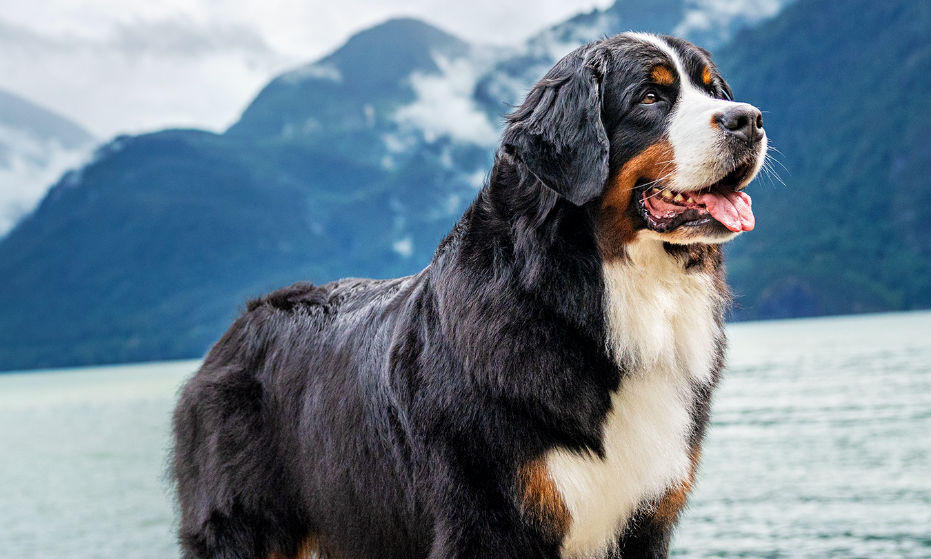 Mascota al aire libre en la sección de productos Pro Plan para perros