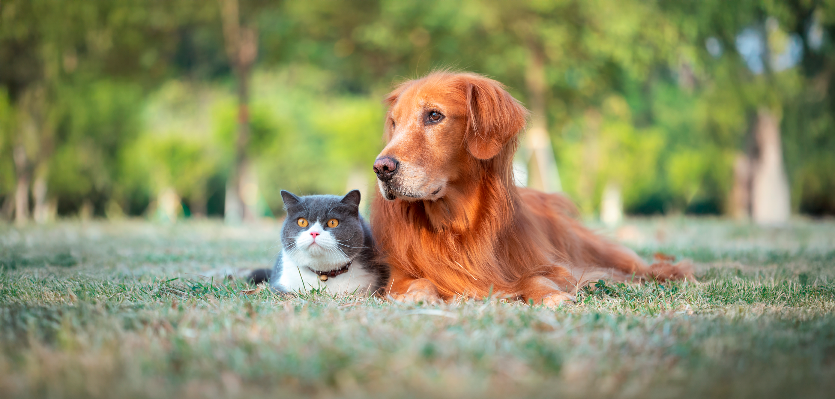 Perro y gato descansando juntos en un campo verde, representando nutrición avanzada Pro Plan