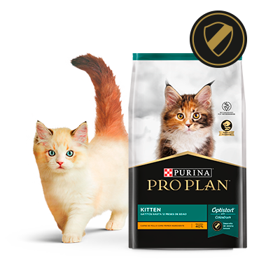 Alimento Pro Plan Kitten para gatitos junto a felino en card