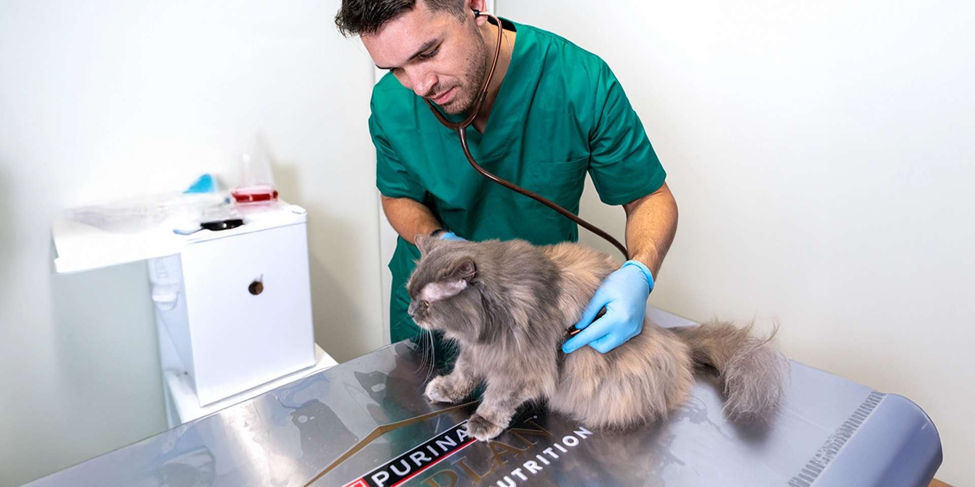 La caída de pelo en gatos debe ser consultada y diagnosticada por un veterinario, como en la imagen.