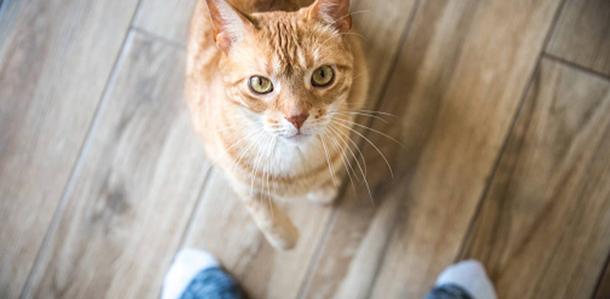 Conoce todo lo que debes saber sobre alopecia en gatos