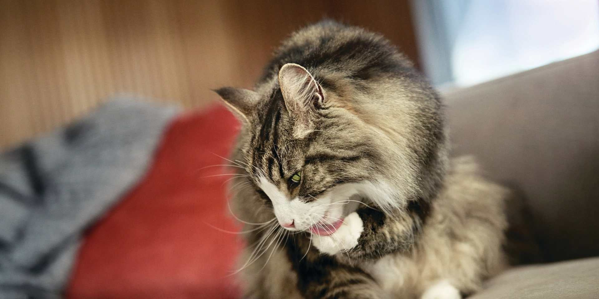  Caspa en gatos, gato acicalándose para limpiar su pelo de caspa.