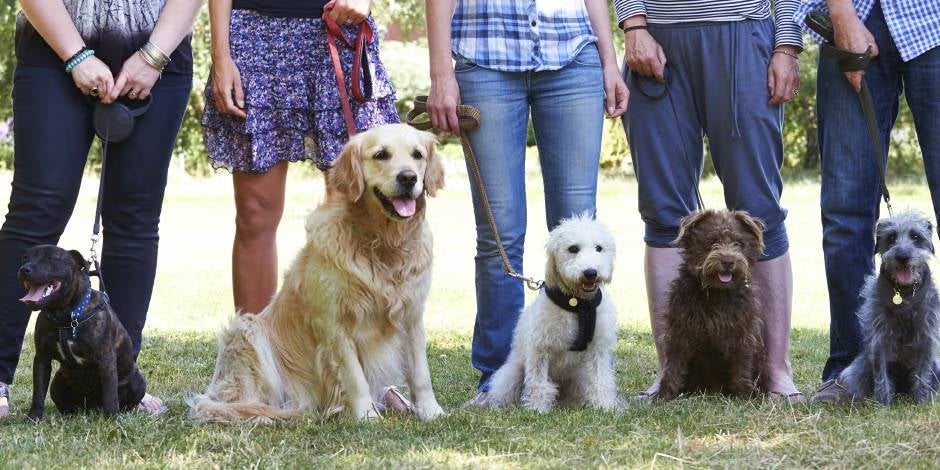 Existen grupos de adiestramiento canino, como el de la imagen, para facilitárselo a los tutores.