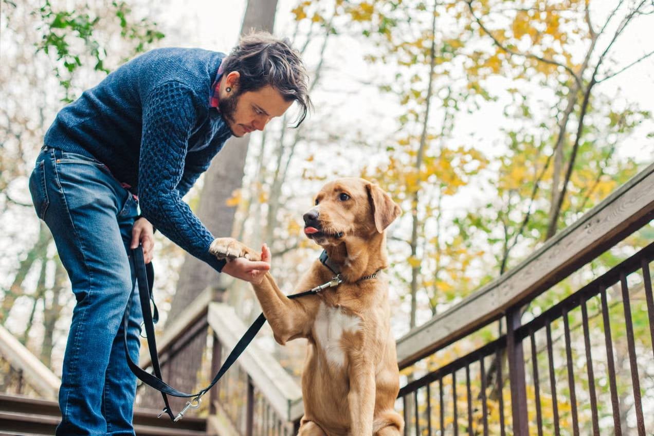 Perro dando la pata, uno de los trucos más comunes del adiestramiento canino.