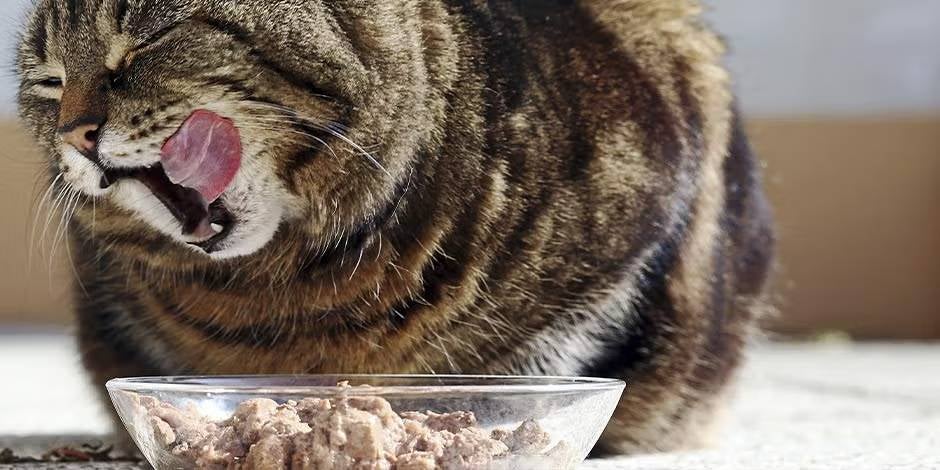 Alimentos para gatos con problemas renales. Michi comiendo su alimento húmedo.