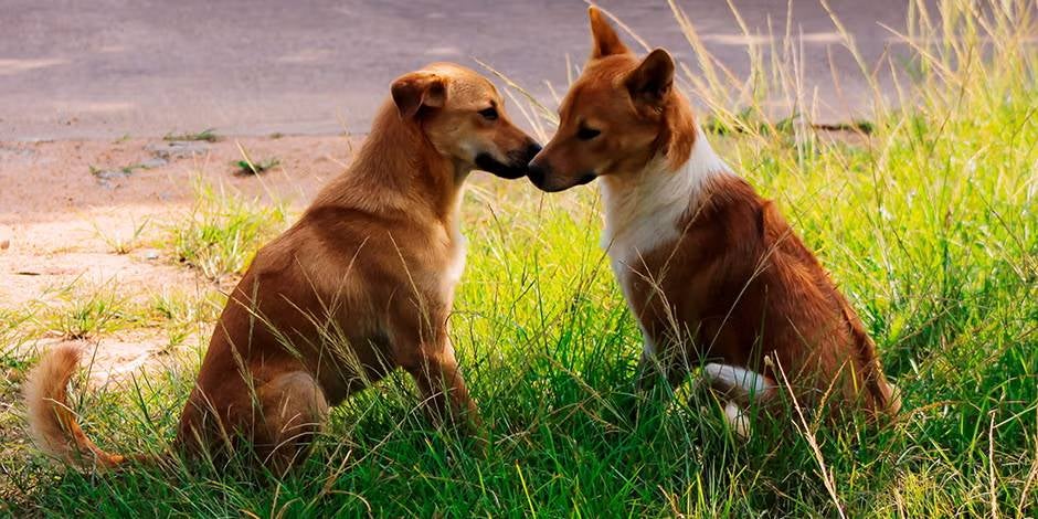 Dos canes adultos en ritual de apareamiento en perros.