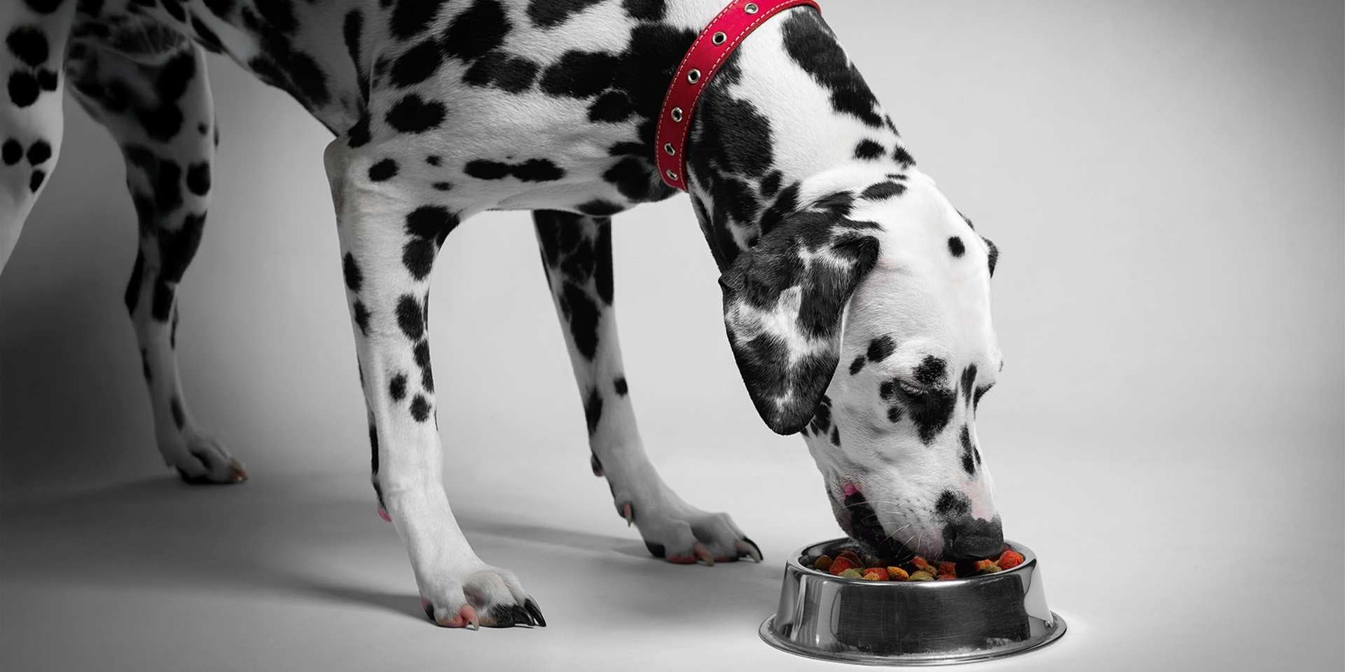 La nutrición es clave para el apareamiento en perros. Dálmata alimentándose.
