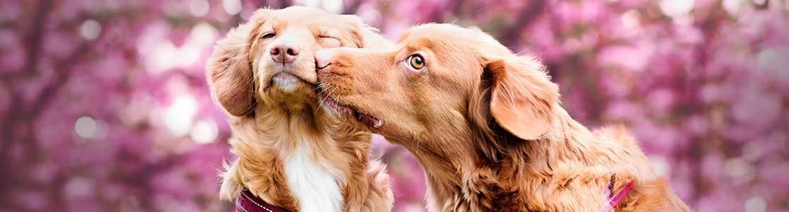 Cruza en perros: guía PURINA® de reproducción canina