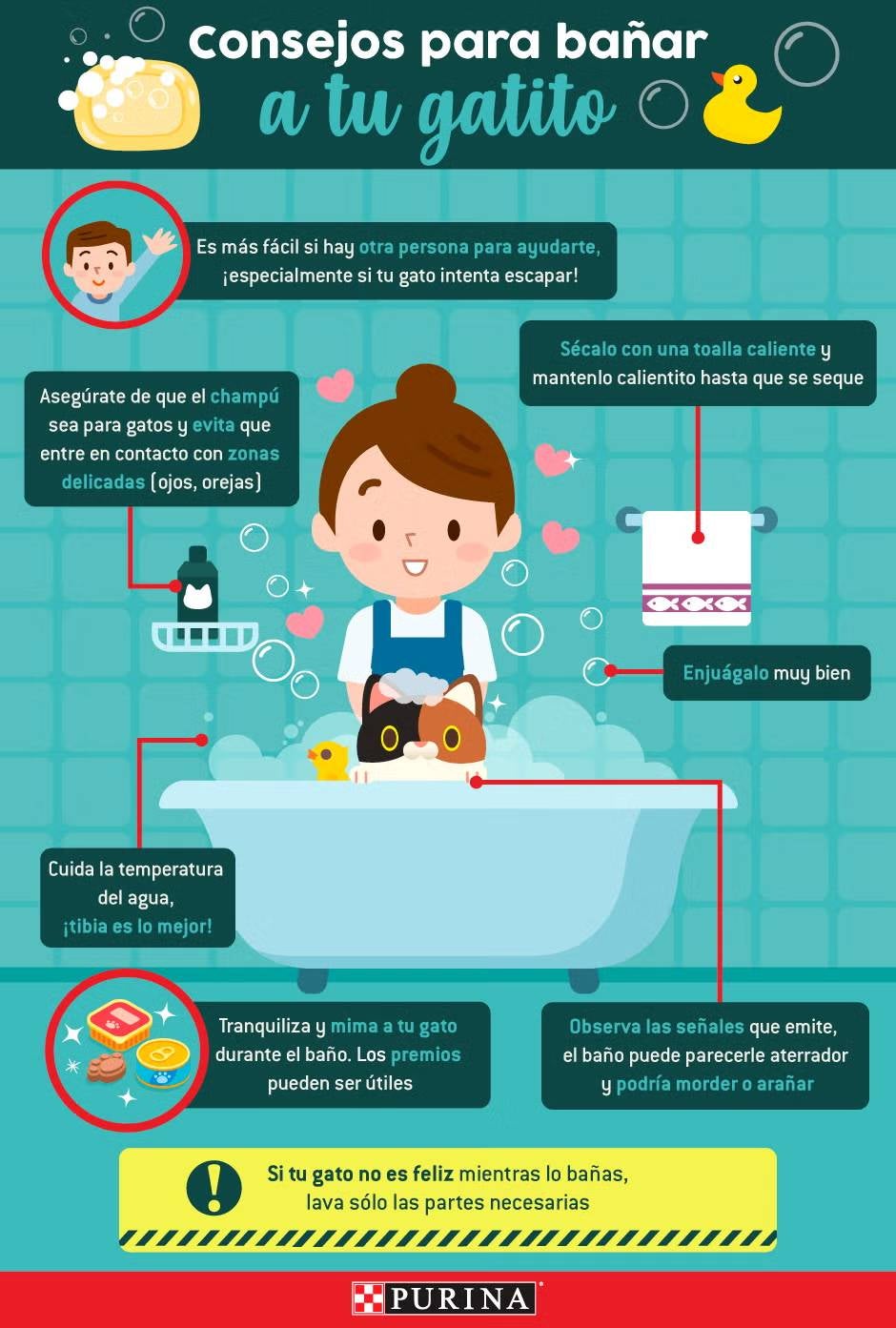 Infografía sobre cómo bañar a un gato.