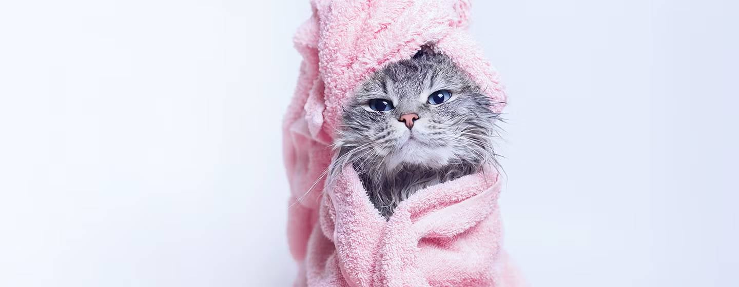 ¿Cómo bañar a un gato? Gatito mojado envuelto en una toalla.