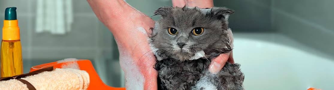 Cómo bañar a un gato.