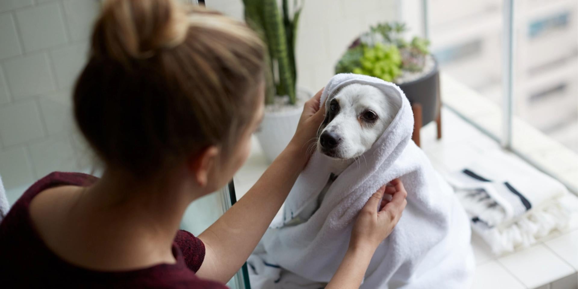 ¿Cuánto dura el periodo de una perra? Perrita siendo secada con una toalla.