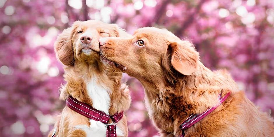 ¿Cuánto dura el periodo de una perra? Dos perros interactuando.
