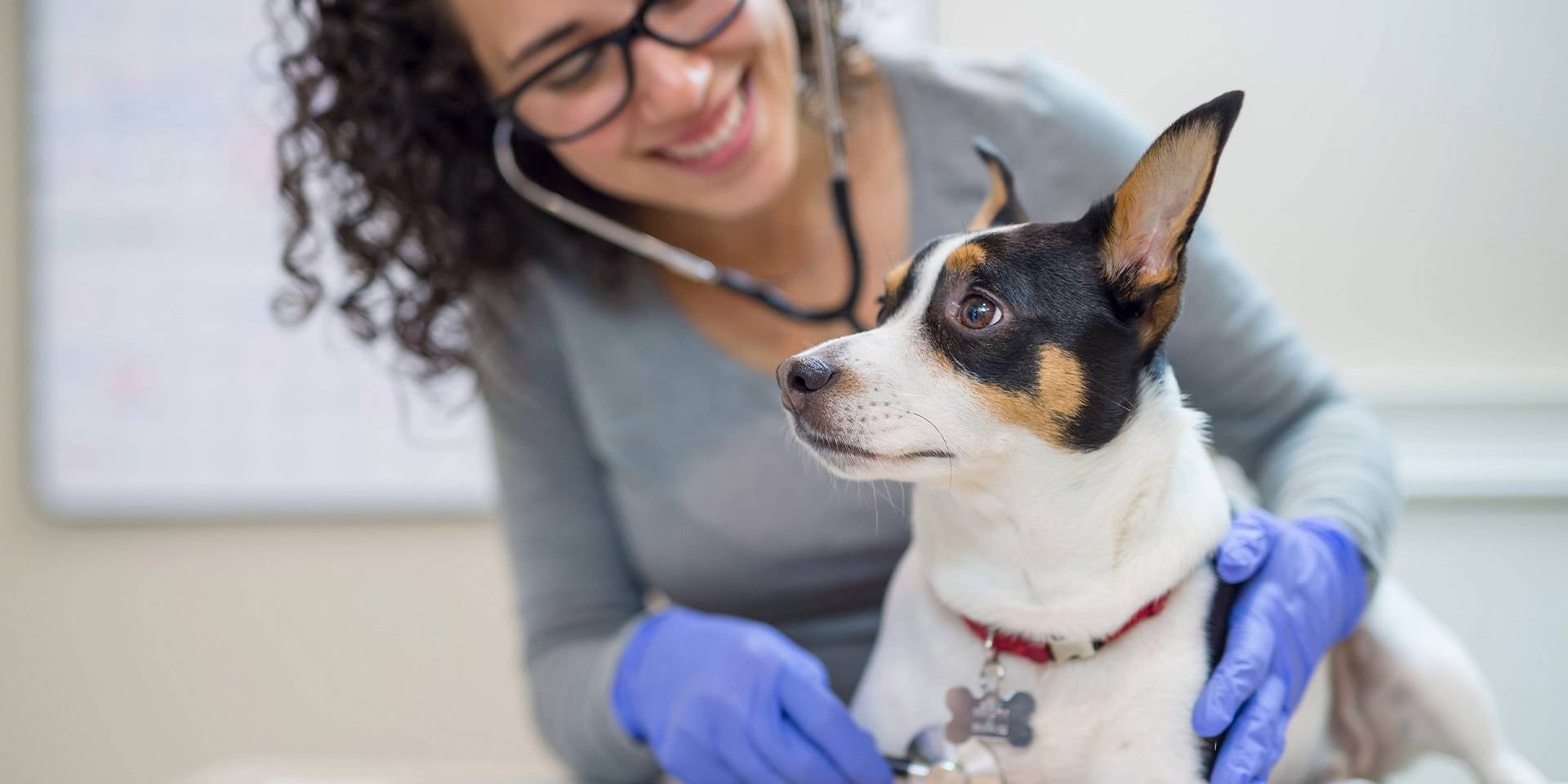 ¿Cuánto dura el periodo de una perra? Veterinaria examinando a una perrita.
