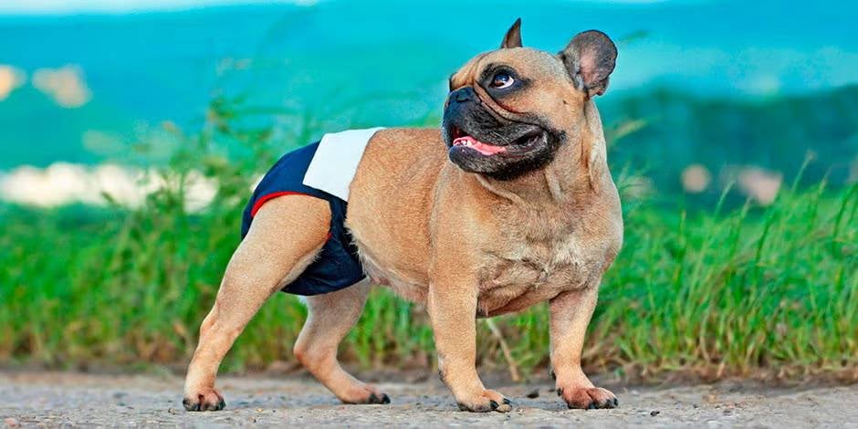 ¿Cuánto dura el periodo de una perra?