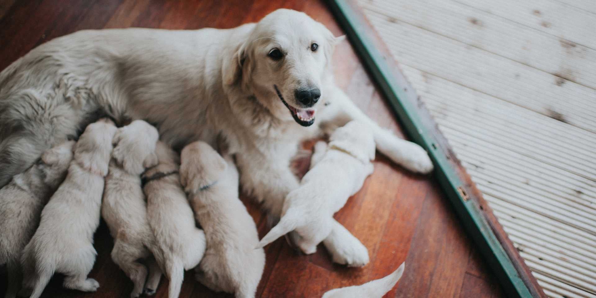 Cuánto tarda en parir una perra primeriza. Mamá perruna retriever amamantando a sus crías.
