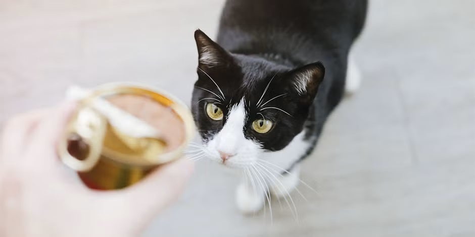 Conoce los beneficios de la comida húmeda para gatos