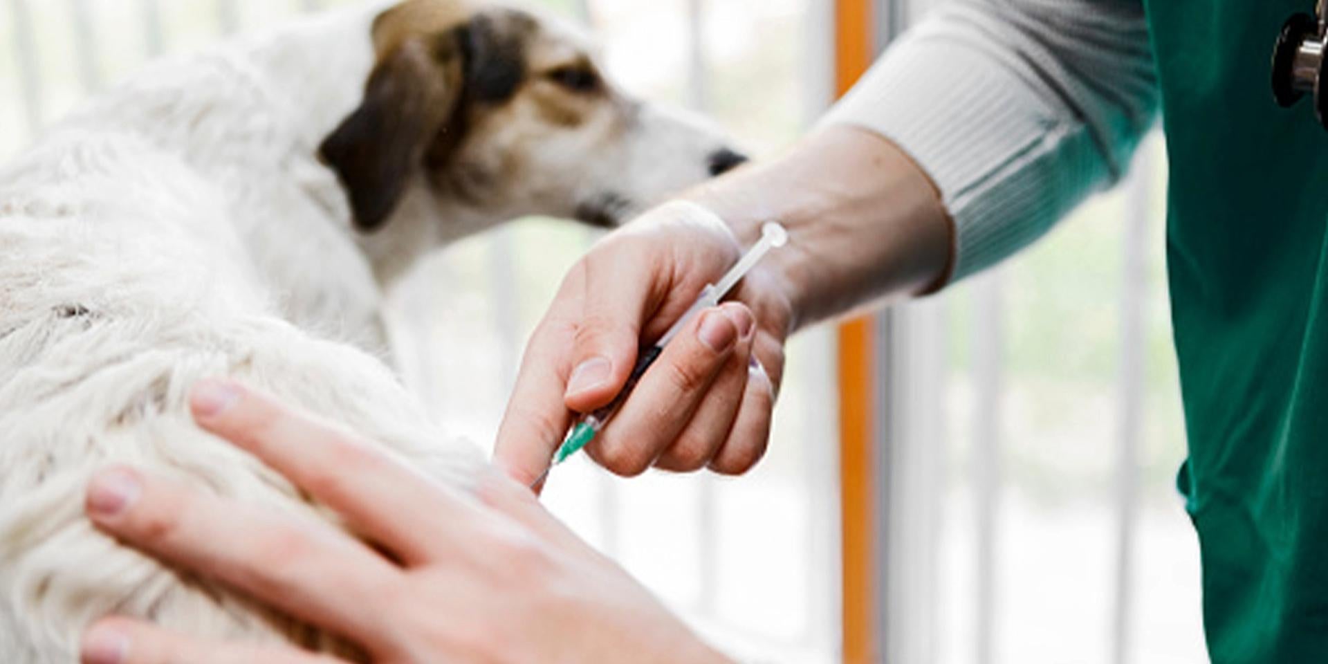 Cómo desparasitar un perro: en casos específicos se emplea una inyección, como en la imagen.