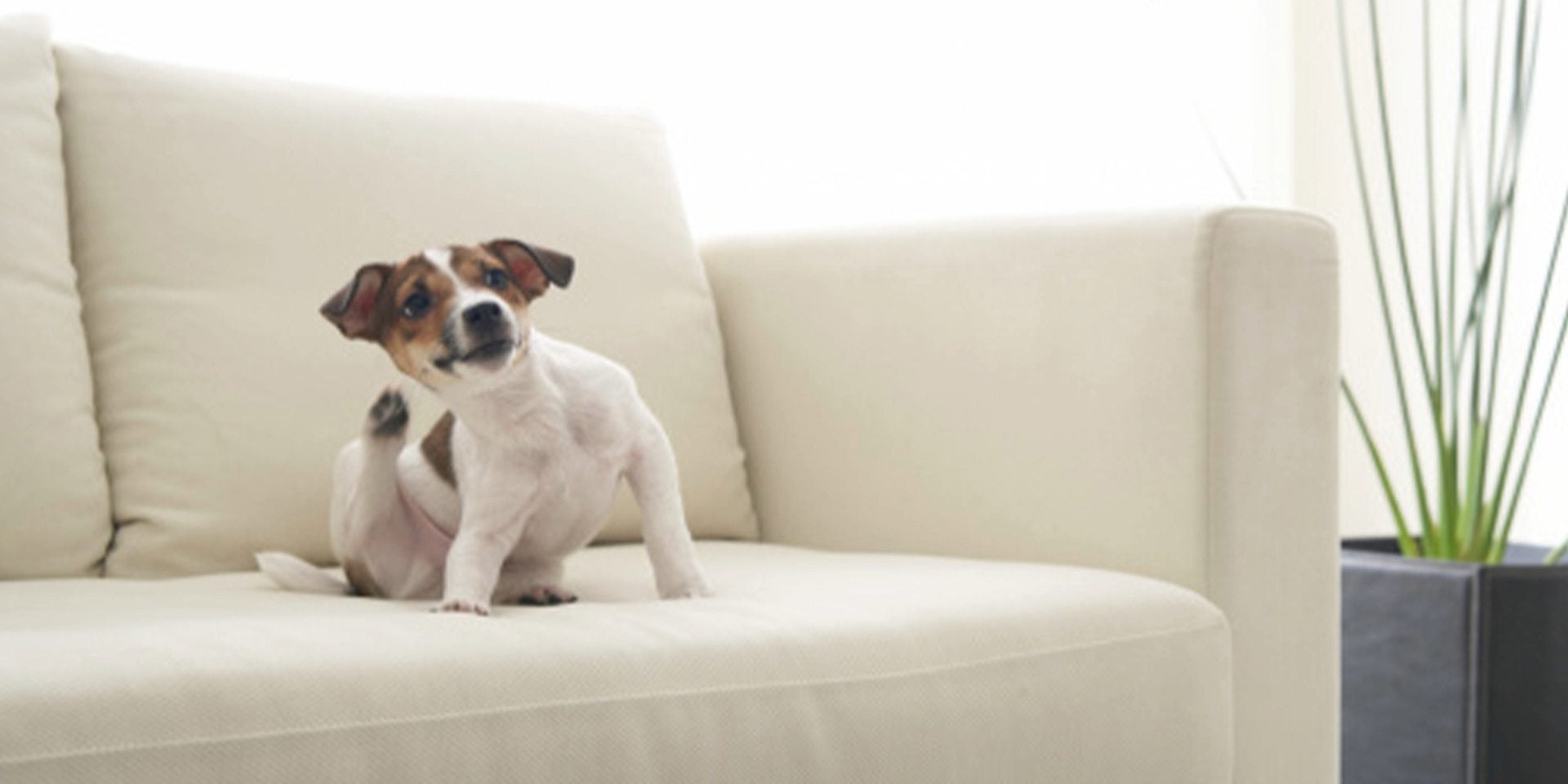 Cómo desparasitar un perro