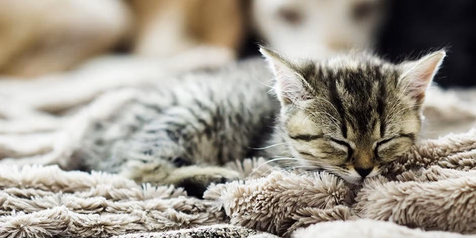 PURINA® te enseña los beneficios de tener un gato