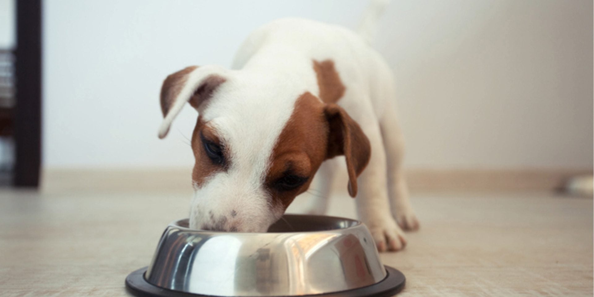 ¿Qué pasa si le doy croquetas de adulto a un cachorro?