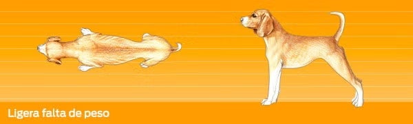 Cuidados de un perro. Imagen desde arriba y de perfil de un perro con ligera falta de peso.