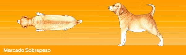 Cuidados de un perro. Imagen desde arriba y de perfil de un perro con sobrepeso marcado.