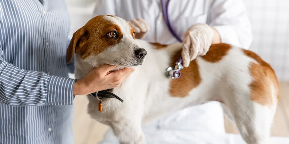 La consulta veterinaria es la principal medida en casos de envenenamiento en perros.