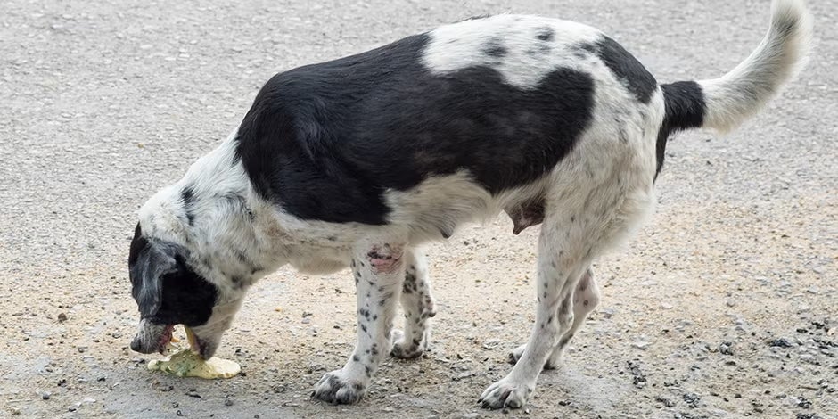 El vómito es uno de los signos clínicos habituales del envenenamiento en perros. Can vomitando.
